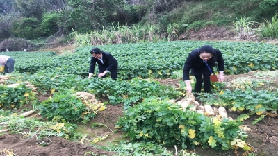2020年疫情期間，廣東堅(jiān)基集團(tuán)解菜農(nóng)滯銷之急